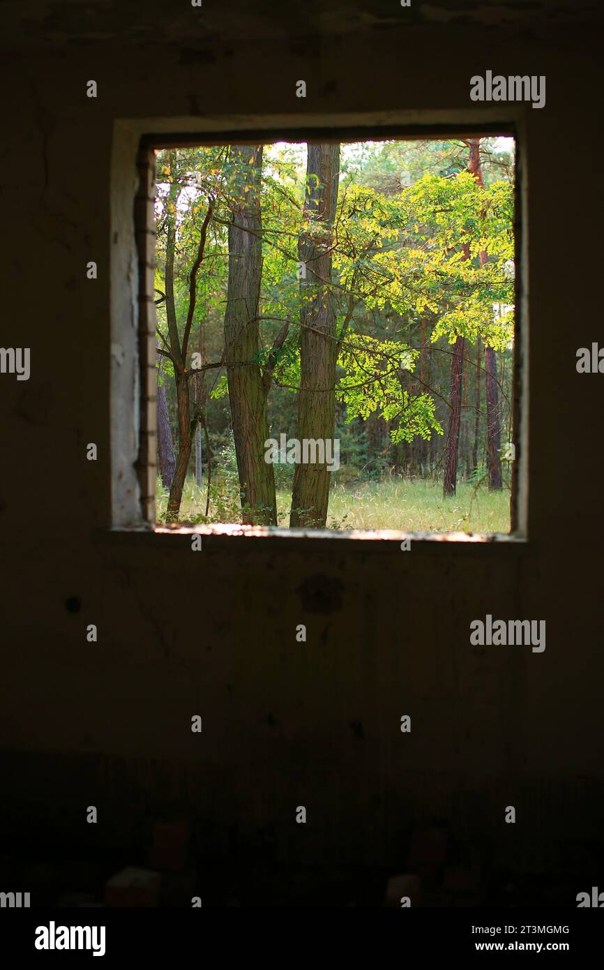 Blick aus einem Ruinenzimmer in den sonnigen Wald. Stockfoto