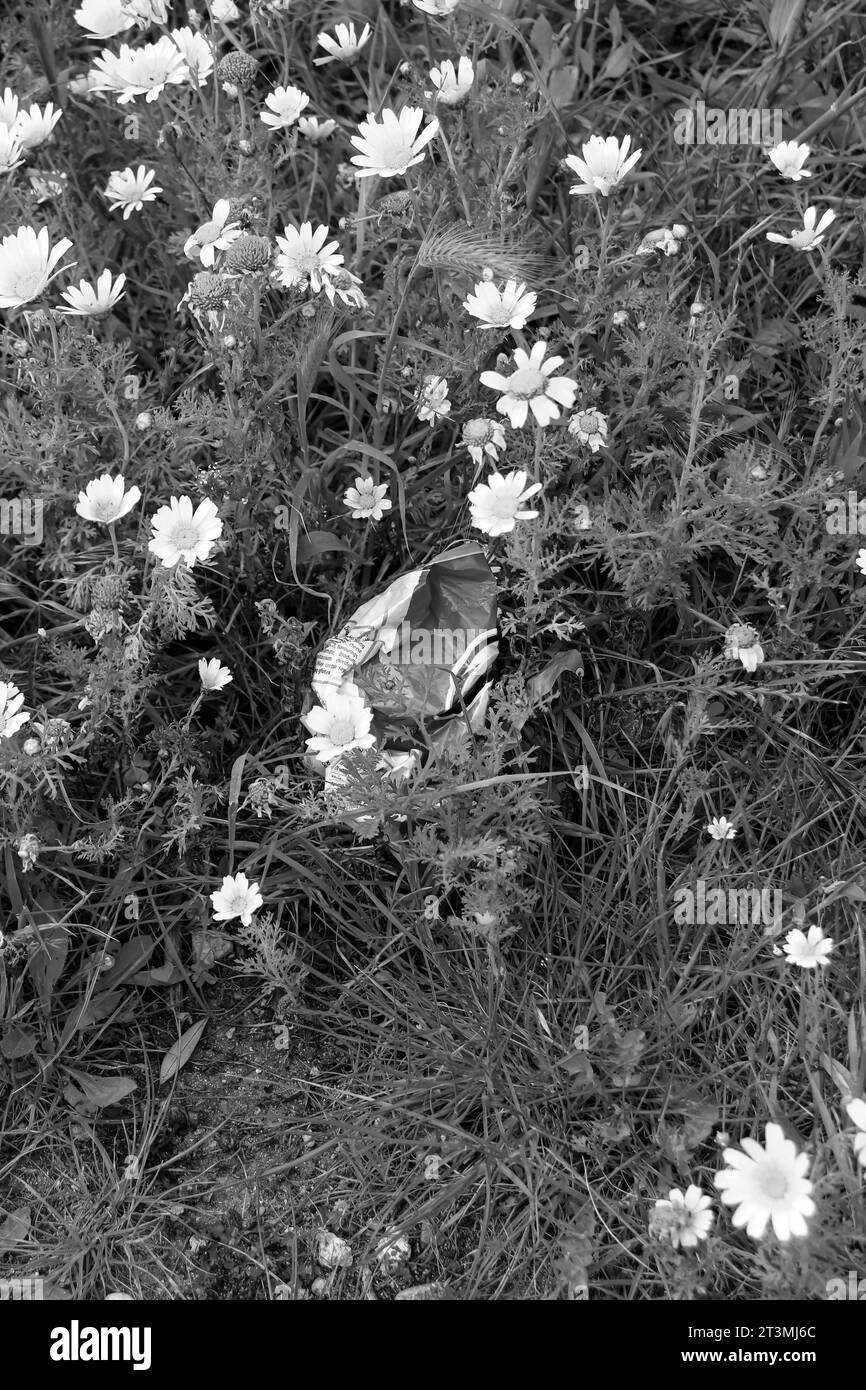 Leere Snacktüte in einem Feld mit Layia platyglossa-Blüten in Schwarz-weiß. Weltumwelttag, ökologisch, Verschmutzungskonzept Stockfoto