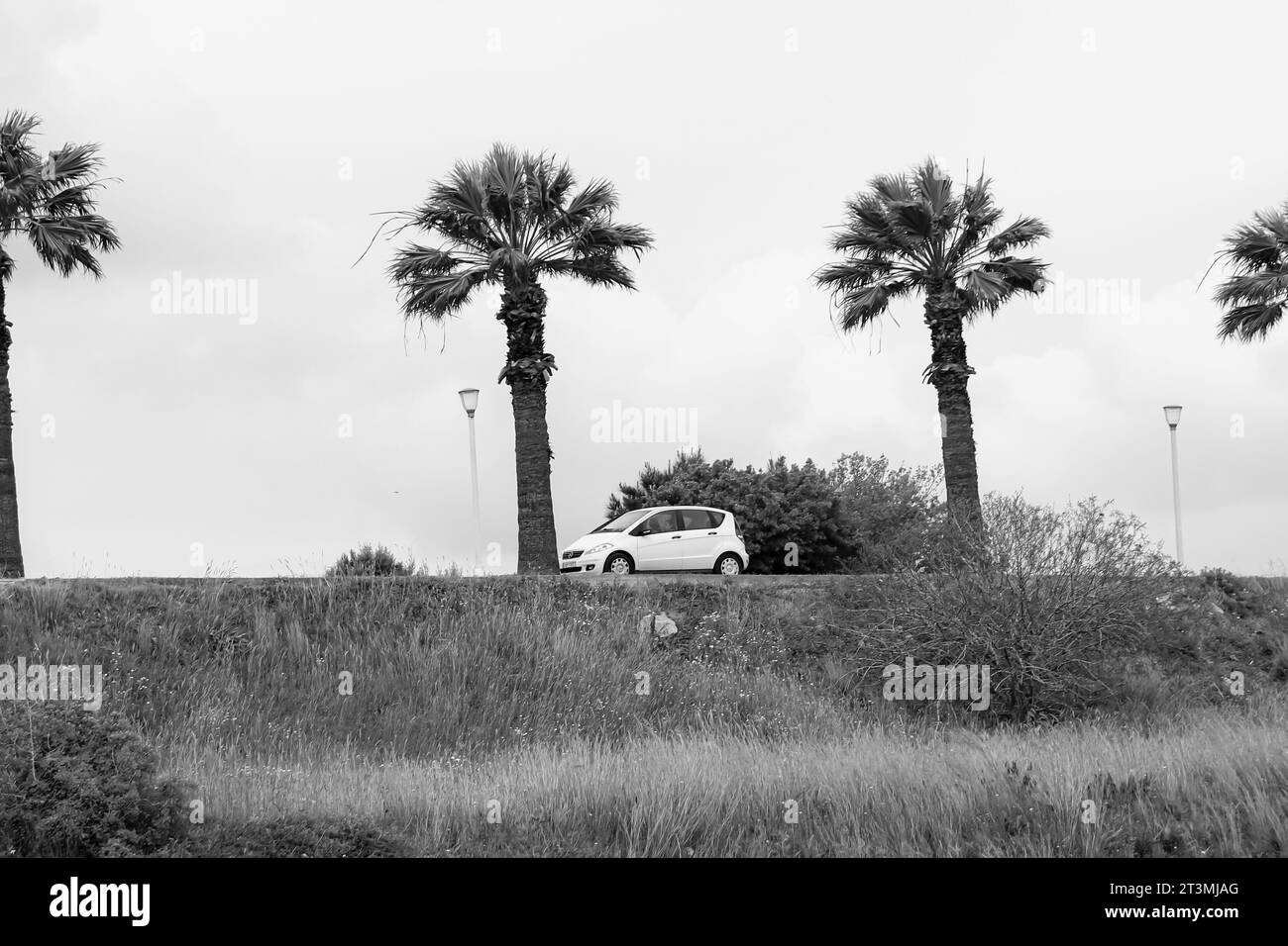 Weißer Kleinwagen der Mercedes-Benz A-Klasse der frühen Generation, der zwischen Palmen geparkt ist, die eine Straße vor einem grünen Feld in Schwarz-weiß säumen Stockfoto