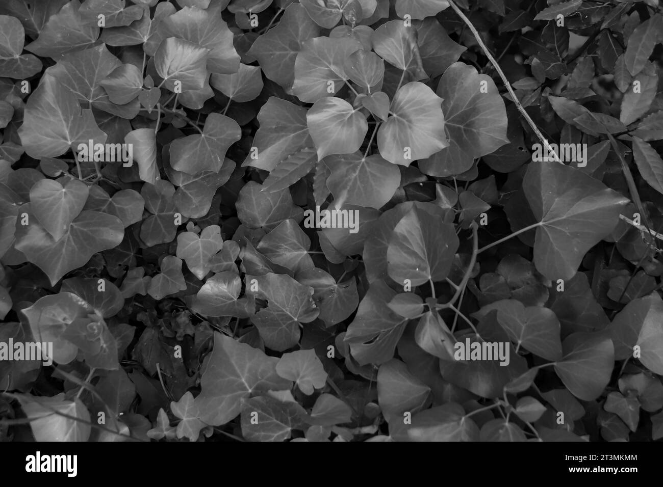 Hedera, auch bekannt als Ivy, hinterlässt strukturierte Muster in Schwarz-weiß Stockfoto