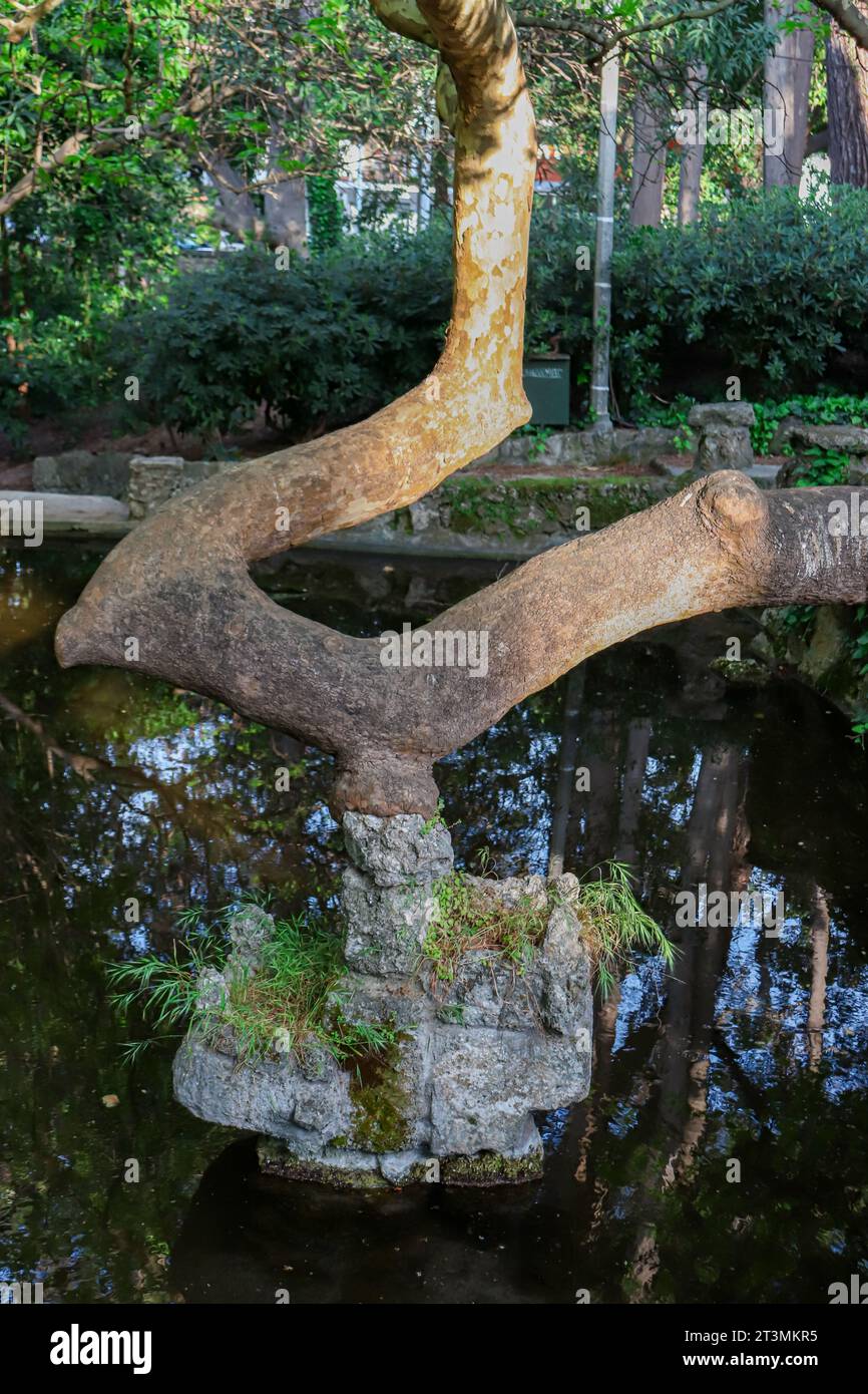 Baumstamm im japanischen Stil, der aus dem Fluss Rodini Park in Rhodos, Griechenland, wächst Stockfoto