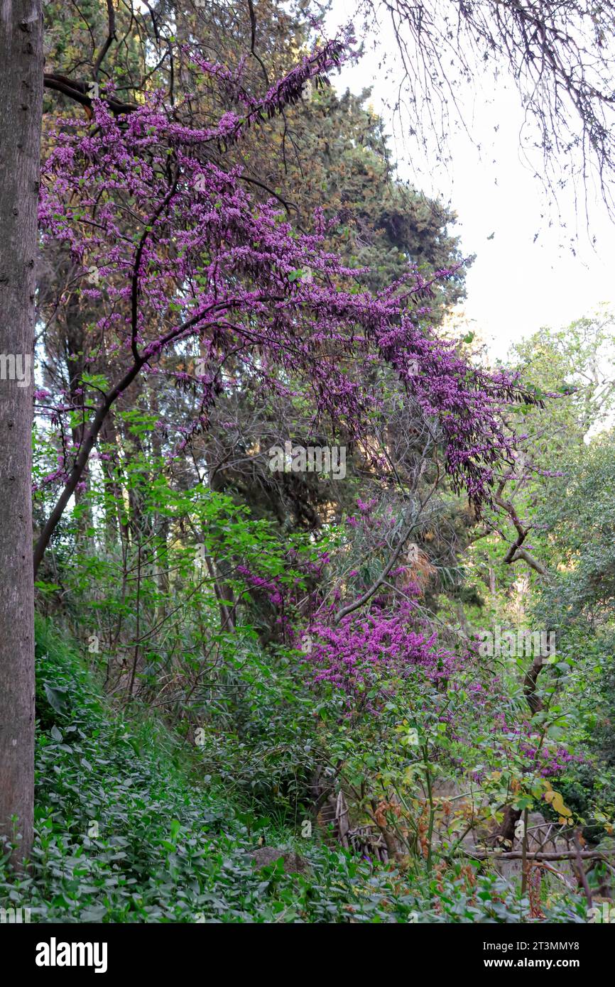 Die violetten Blüten der Gattung Cercis blühen über dem Fluss des Rodini Parks, einer berühmten Attraktion des Stadtparks auf Rhodos, Griechenland Stockfoto