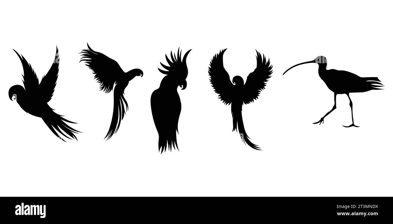 Isolierte Vogel-Silhouetten in einer Vektorsammlung, grafische Ressourcen. Stock Vektor