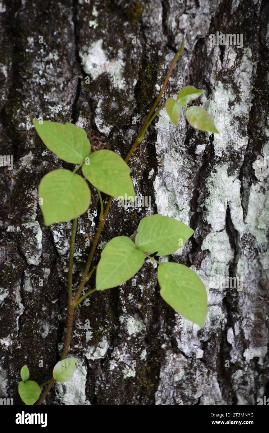 Waldgiftelfenbeine auf dem Stamm eines Baumes im Sommer. Stockfoto