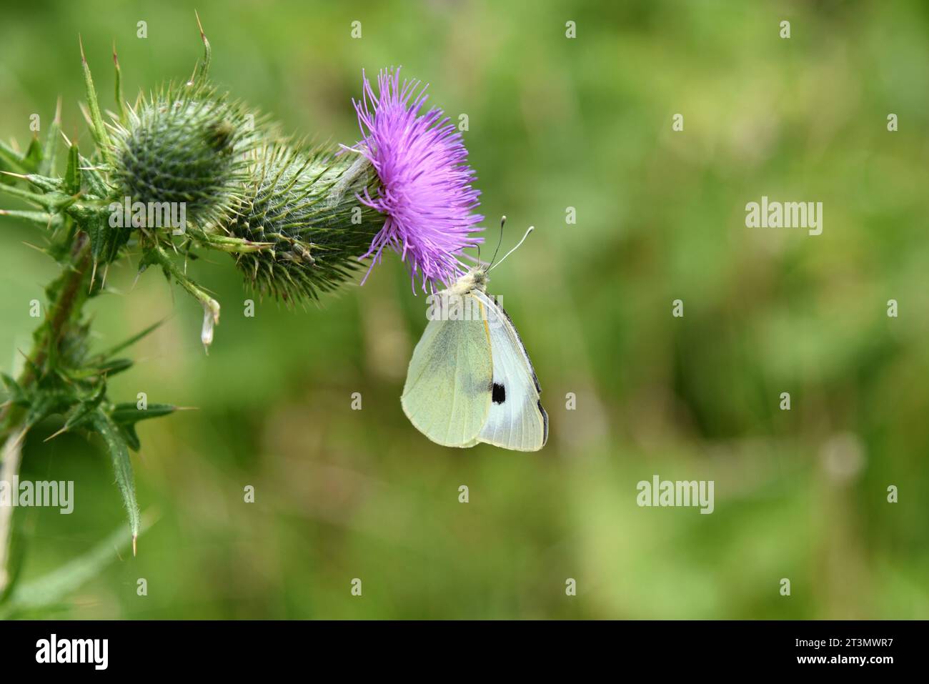 Kohl weißer Schmetterling auf einer Distel Stockfoto