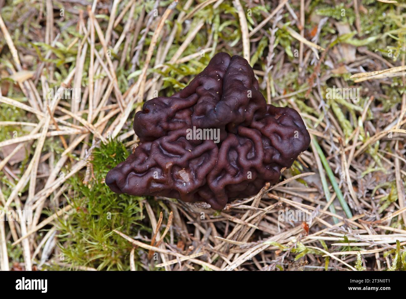 Falsches Morel (Gyromitra esculenta) Highland April 2023 Stockfoto