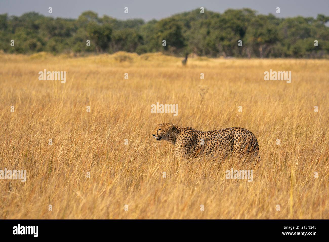 Gepard (Acinonyx jubatus) Spaziergang in der Savanne, Okavango Delta, Botswana. Stockfoto