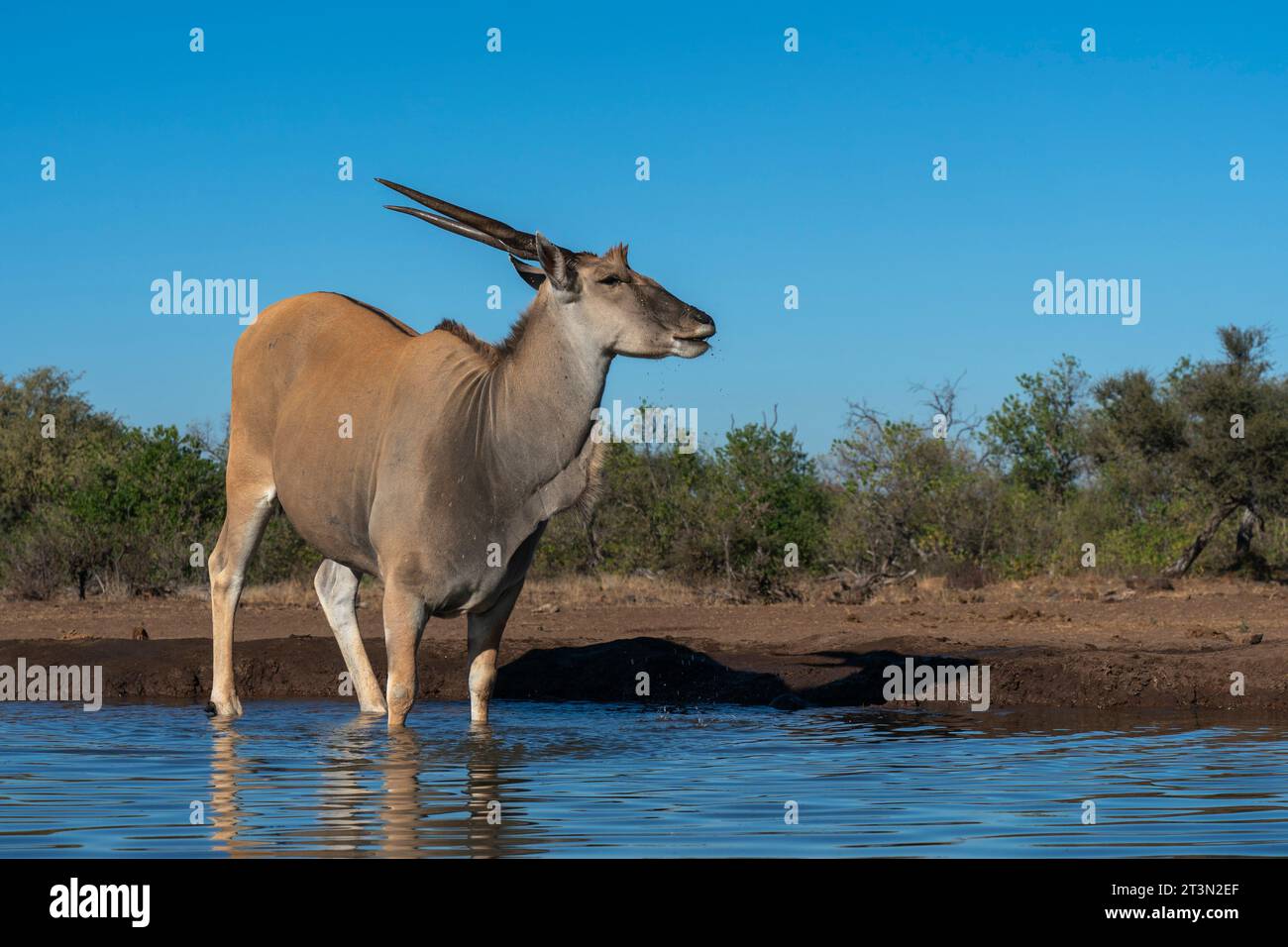 Eland (Taurotragus oryx) im Wasserloch, Mashatu Game Reserve, Botswana. Stockfoto