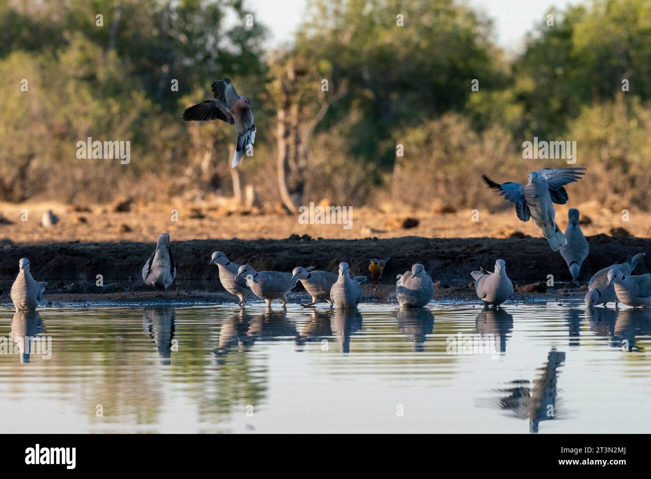 Mashatu Game Reserve, Botswana. Stockfoto