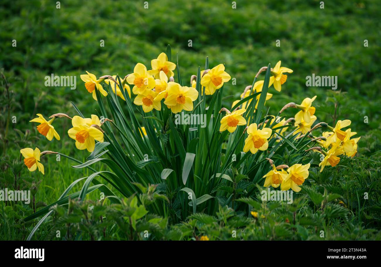 Gelbe Narzissen blühen auf Grün auf Frühlingswiese Stockfoto