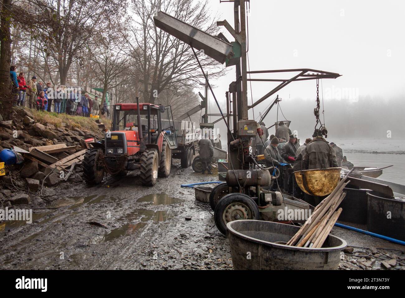 Fang des Teichs, Fischer verarbeiten gefangenen Karpfen, Karpfenschleppgeräte, Fänge, Zuschauer beim Fang des Teichs Stockfoto