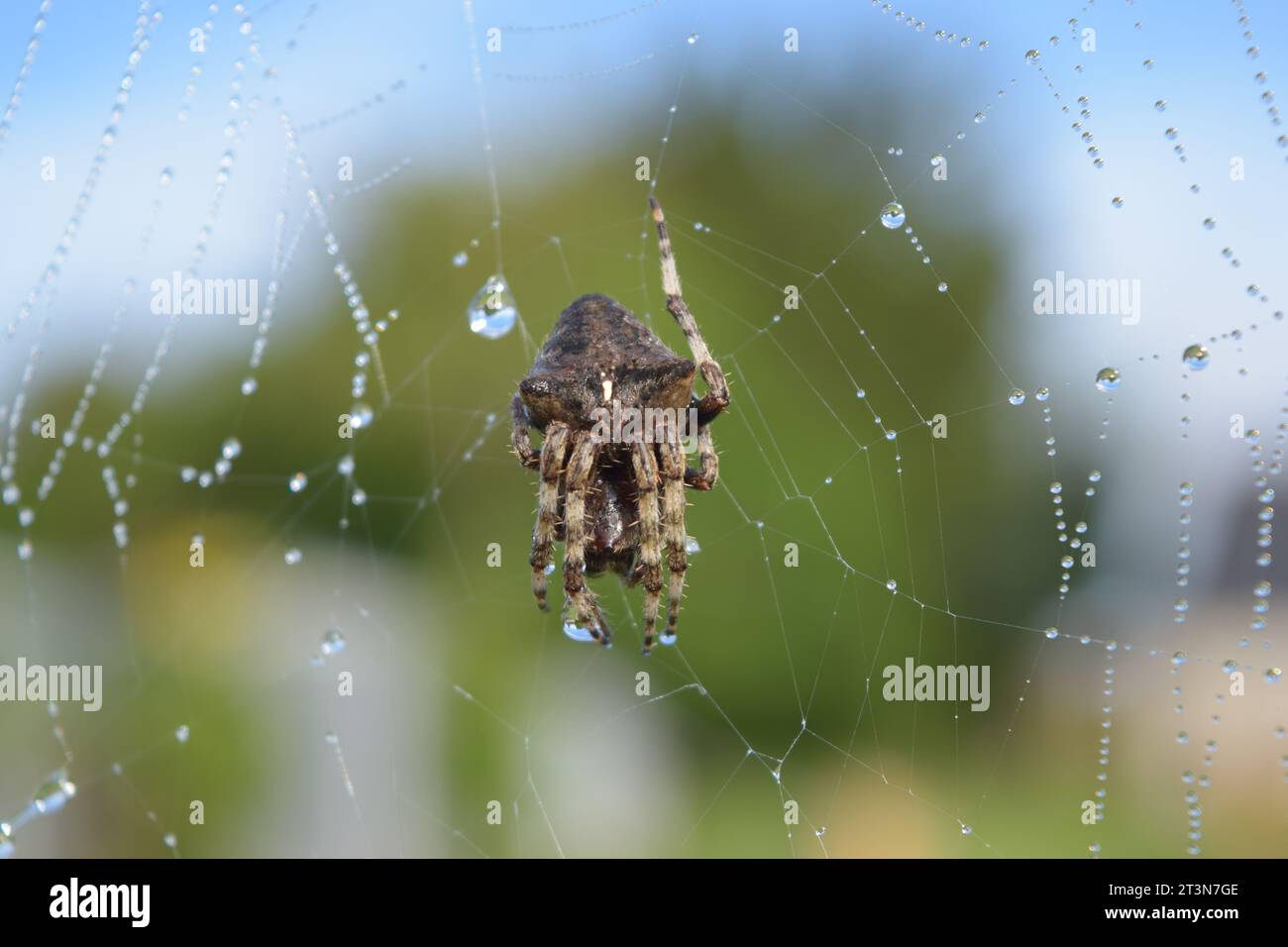 Europäische Gartenspinne im Netz im Regen mit Tautropfen Stockfoto