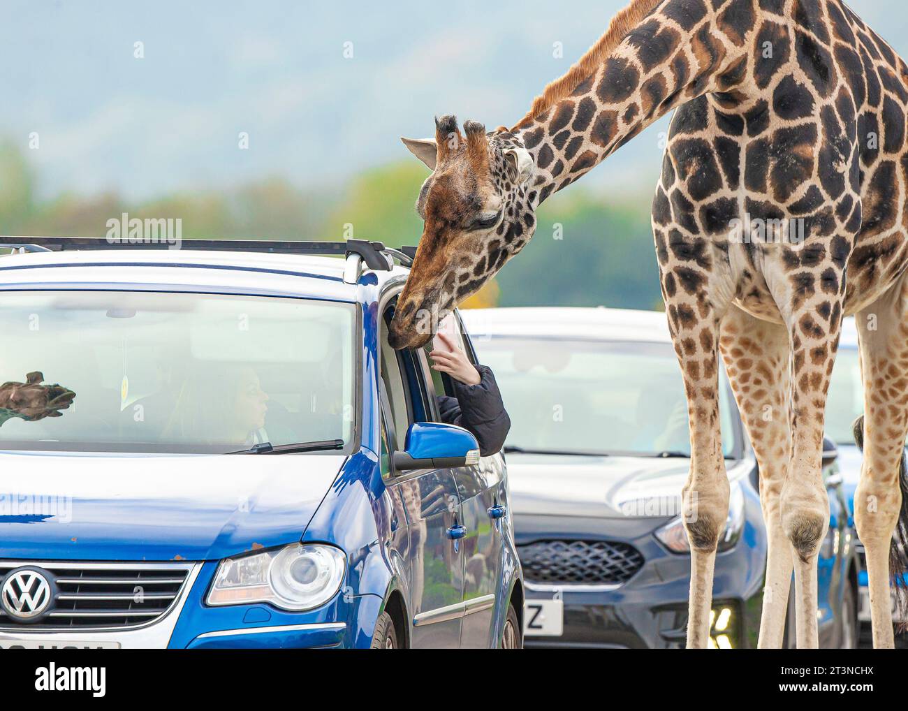 Bewdley, Großbritannien. Oktober 2023. Wetter in Großbritannien: Besucher des West Midland Safari Park genießen ungebrochenen Sonnenschein, während sie durch den Tiersafari Park fahren. Eine freche Giraffe steckt ihre Nase in das Fenster eines Autos, während der Fondpassagier mit seinem Handy ein Foto macht, um den Moment festzuhalten! Quelle: Lee Hudson Stockfoto