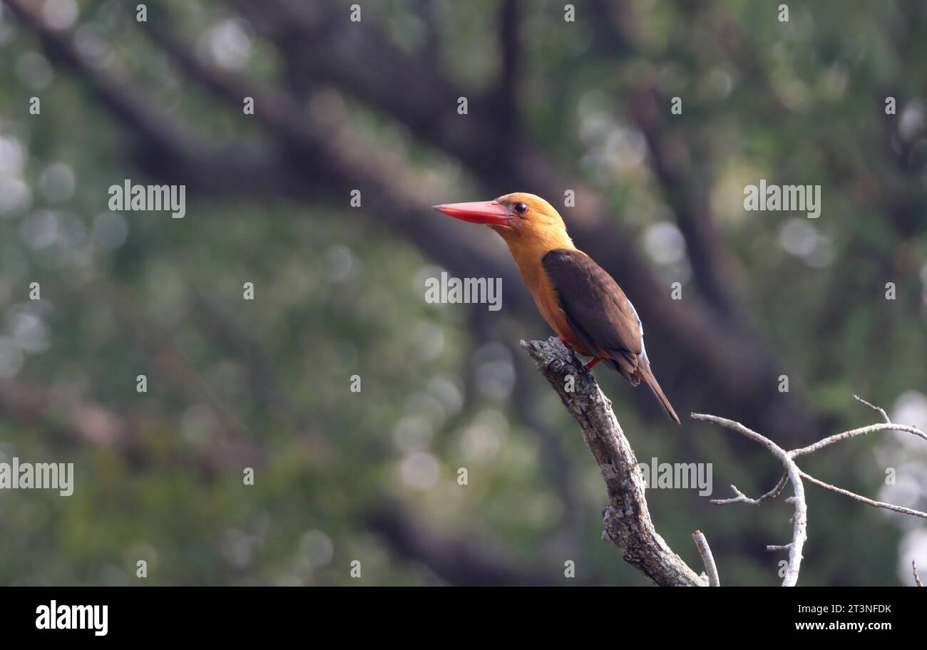 Braungeflügelter eisvogel. Dieses Foto wurde von sundarbans, Bangladesch, aufgenommen. Stockfoto