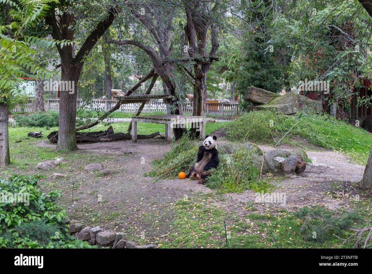 Madrid, Madrid, Spanien. Oktober 2023. BING XING der Pandabär isst einen Kürbis mit Honig und Äpfeln, um das nächste Halloween im Zoo von Madrid zu feiern. (Kreditbild: © Luis Soto/ZUMA Press Wire) NUR REDAKTIONELLE VERWENDUNG! Nicht für kommerzielle ZWECKE! Stockfoto