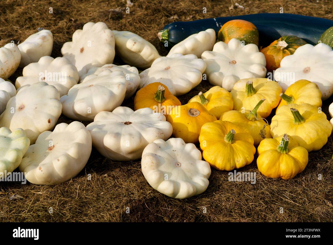 Ernte von dekorativen weißen und gelben Zierkürzeln, die im Herbst auf dem Boden im Garten liegen. Stockfoto
