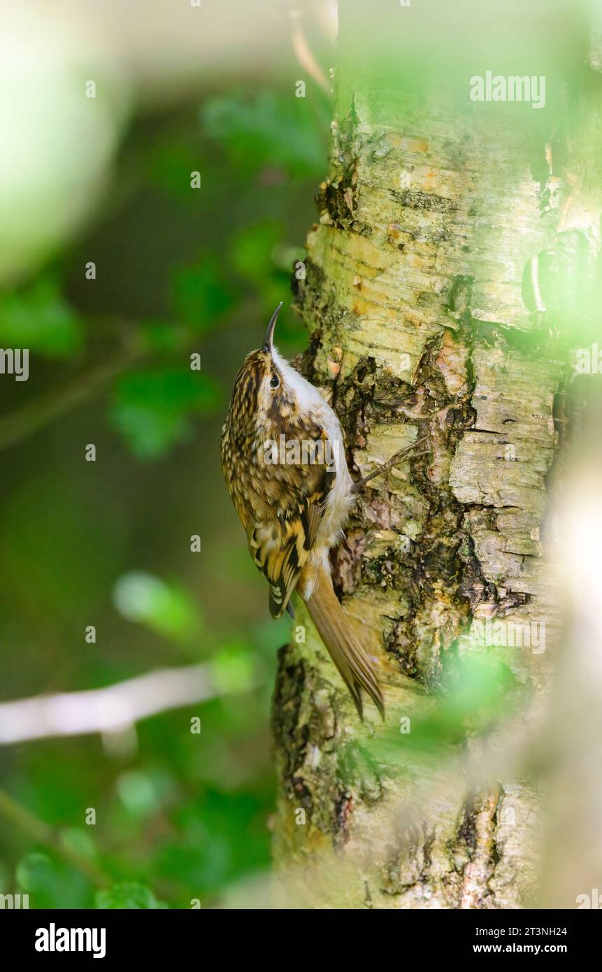 Baumkriecher, Certhia familiaris, klettert auf einen Baum im Wald Stockfoto
