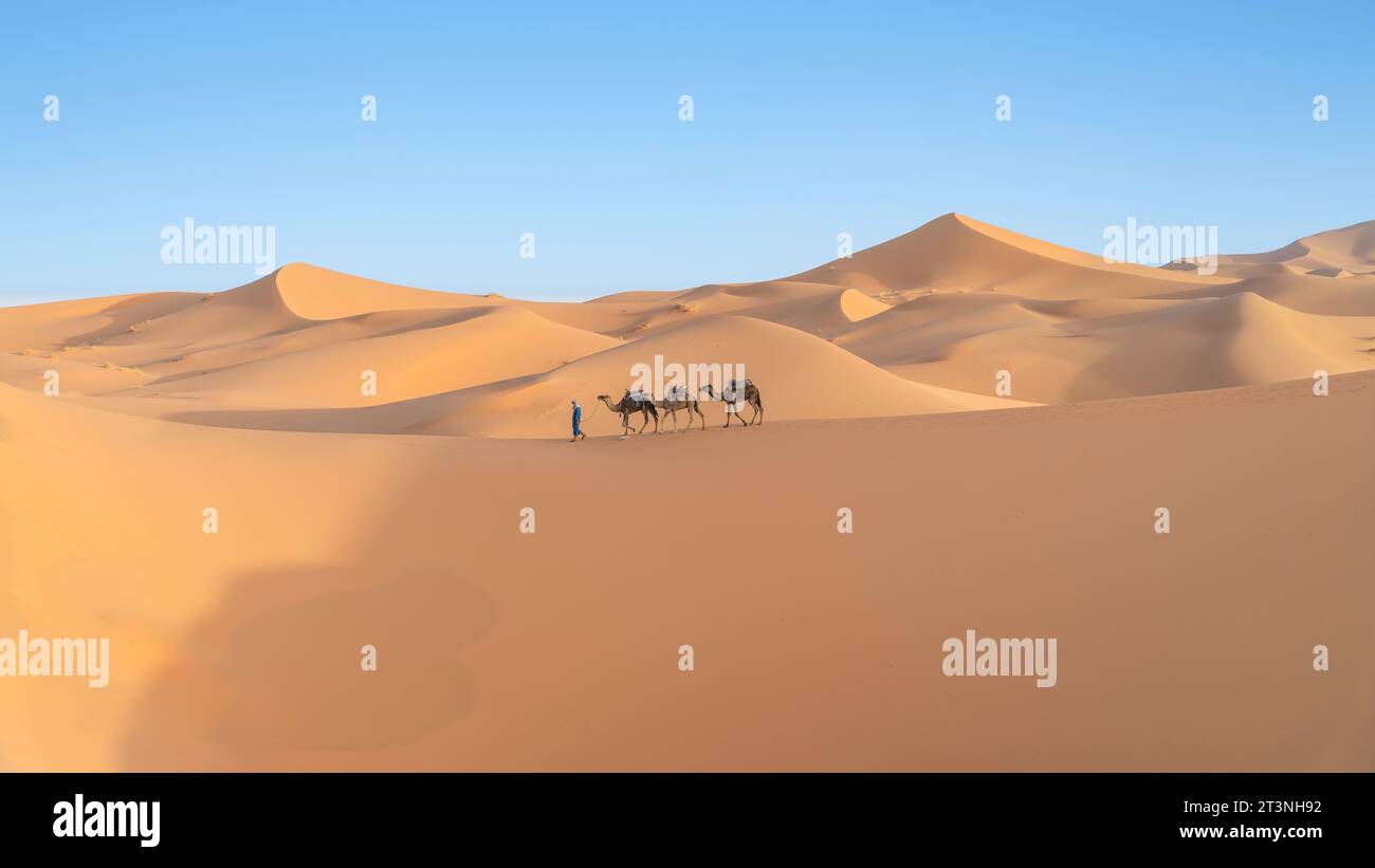 Sahara-Wüste, Marokko – 13. September 2022: Berbermänner führen eine Kamelkarawane über Sanddünen Stockfoto