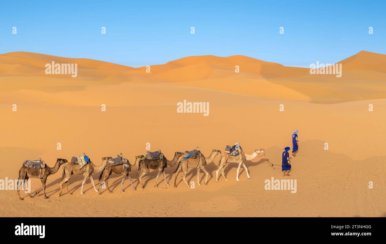 Zwei nicht identifizierte Berber führen eine Kamelkarawane über Sanddünen in der Sahara, Marokko Stockfoto