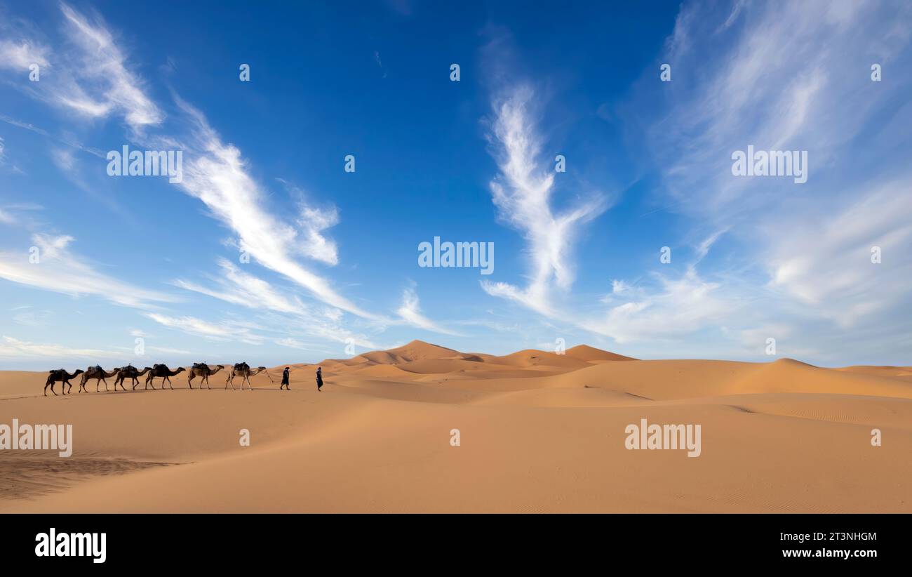 Zwei nicht identifizierte Berber führen eine Kamelkarawane über Sanddünen in der Sahara, Marokko Stockfoto
