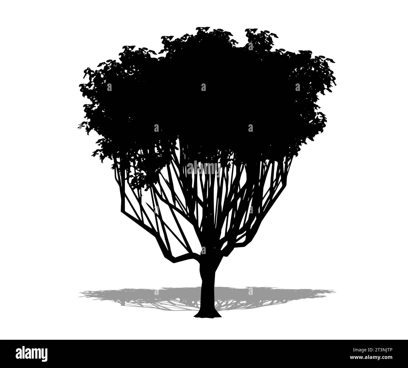 Legen Sie den Thorn-Baum als schwarze Silhouette auf weißem Hintergrund fest. Konzept oder konzeptionelle 3D-Illustration für Natur, Planet, ecolo Stockfoto