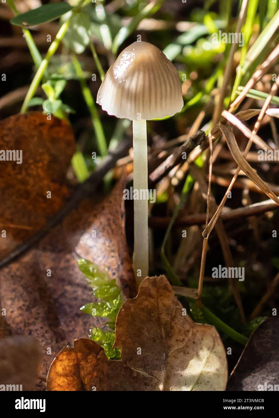 Langstielige Wildpilze und Blätter Stockfoto