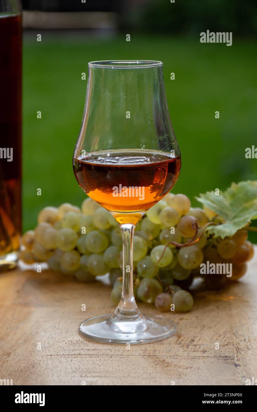 Outdoor-Verkostung von Cognac starken Alkoholgetränk in Cognac Region, Charente mit einem Haufen Reifen ugni blanc Trauben auf Hintergrund verwendet für Spirituosen Destilla Stockfoto