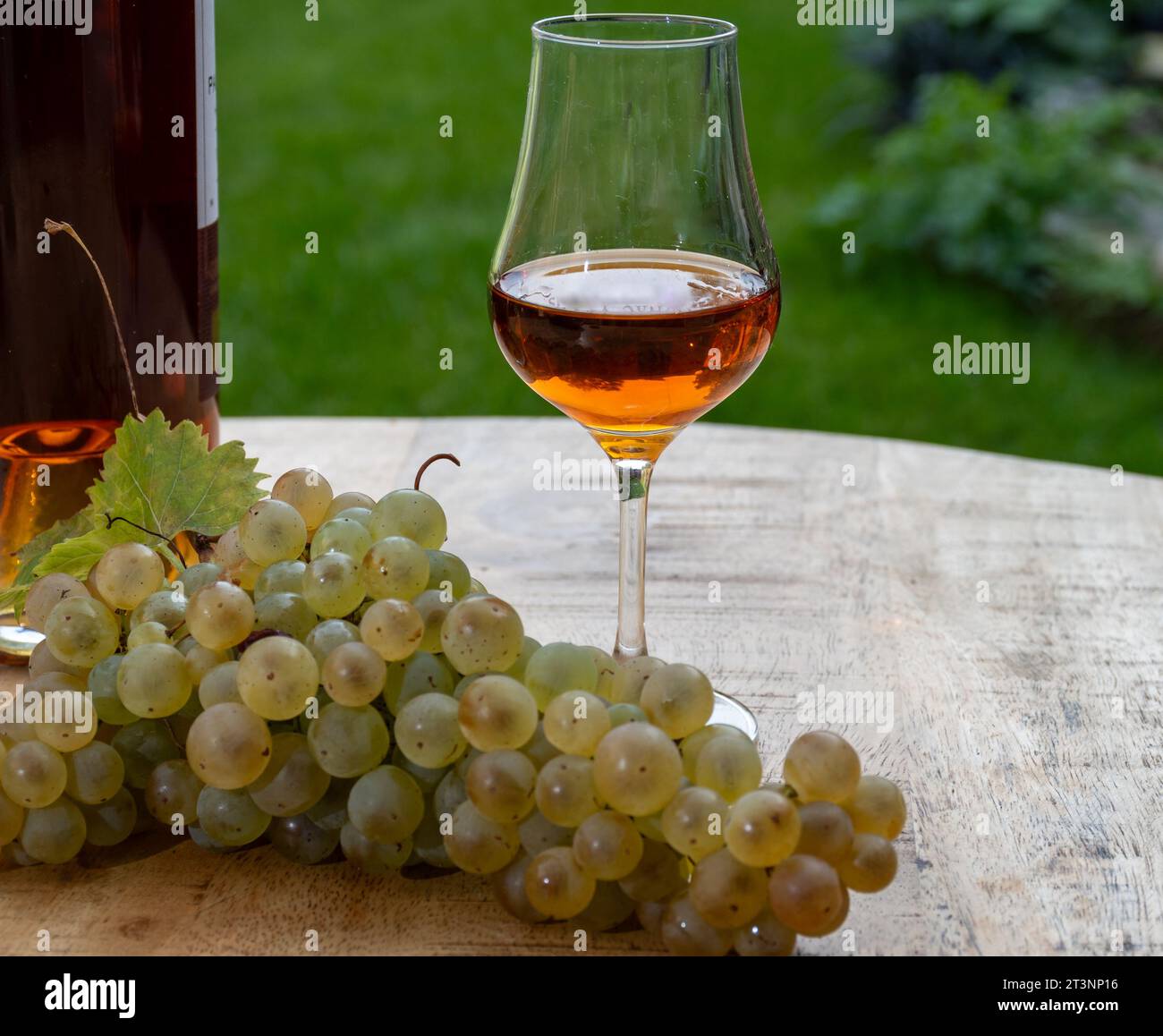 Outdoor-Verkostung von Cognac starken Alkoholgetränk in Cognac Region, Charente mit einem Haufen Reifen ugni blanc Trauben auf Hintergrund verwendet für Spirituosen Destilla Stockfoto