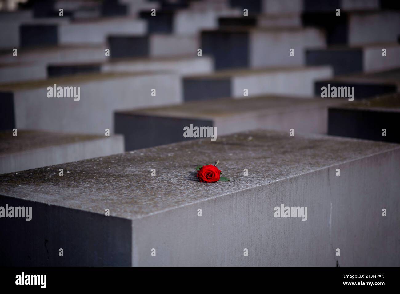 Holocaust Memorial Deu, Deutschland, Berlin, 22.10.2023 Rote Rose zur