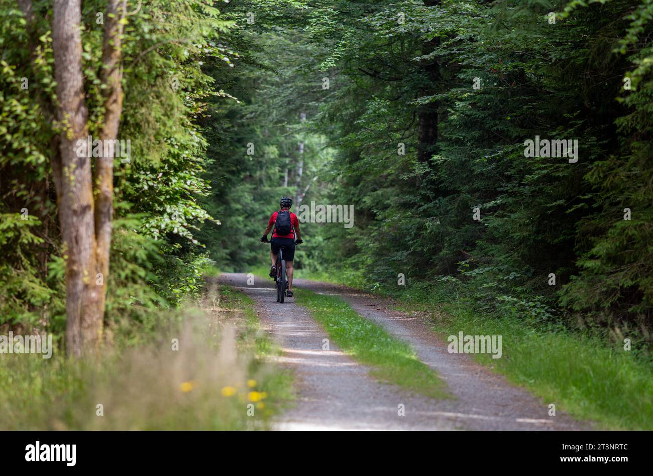 Rückansicht eines Seniorenfahrers im Wald im Sommer. Gesunder Lebensstil im Freien Konzept Stockfoto