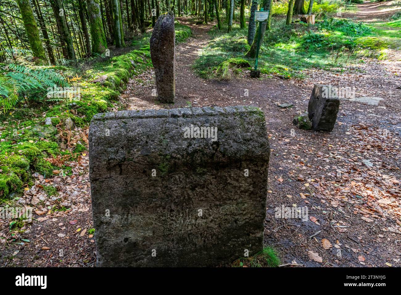 Eine aufrechte Grabstele im keltischen Lager La Bure, einer befestigten Hochburg, die an das Haute-Meurthe-Tal grenzt, Grand-East von Frankreich. Stockfoto