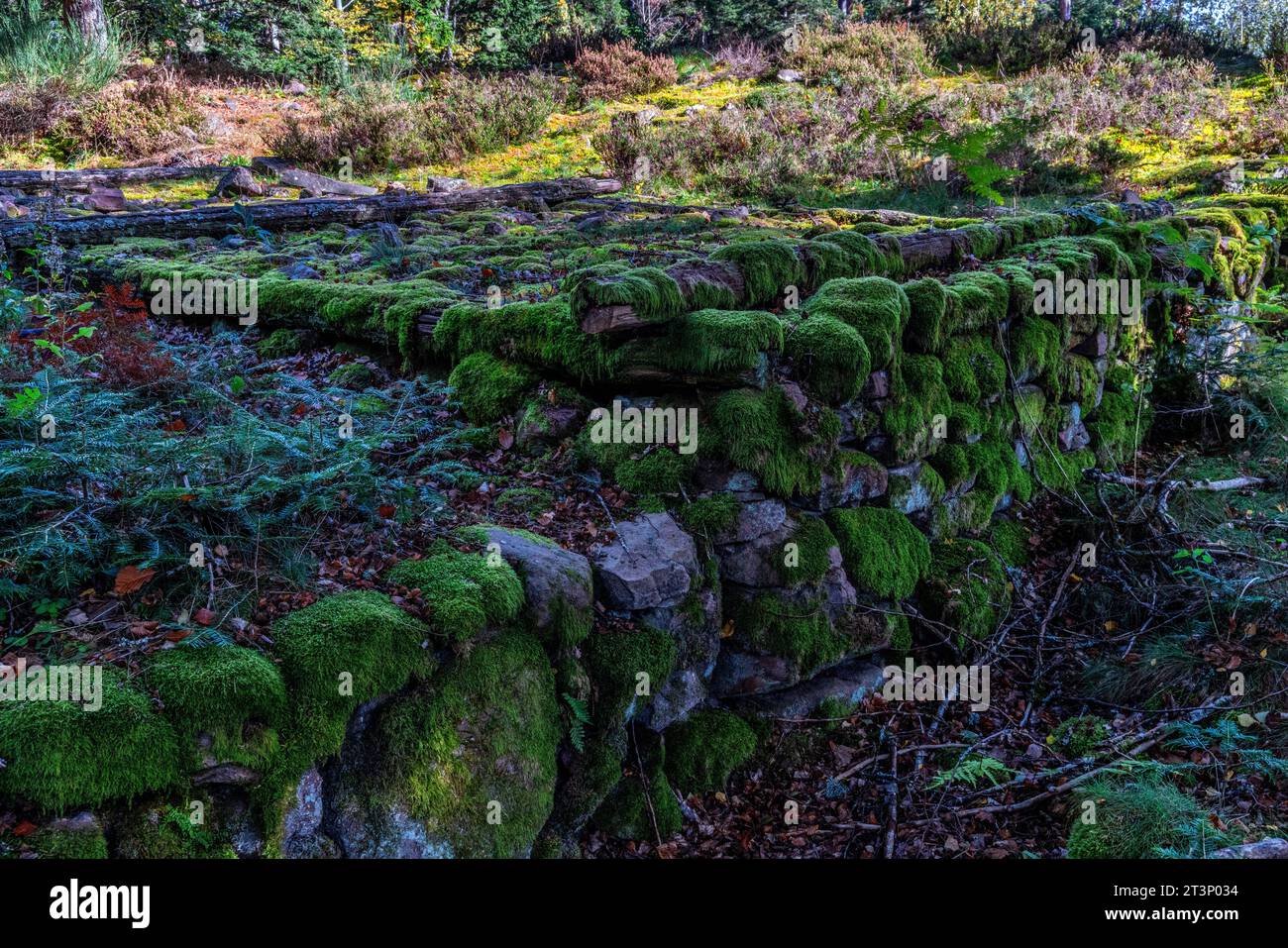 Murus gallicus im keltischen Lager von La Bure Camp celtique de la Bure. Das keltische Lager von La Bure, ein befestigter Hochort, der an die Haute-Meurthe va grenzt Stockfoto