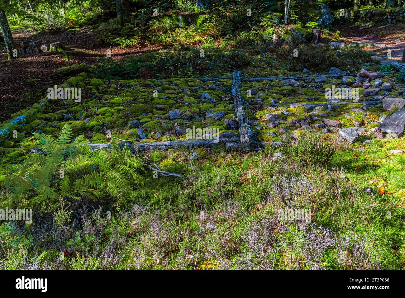 Murus gallicus im keltischen Lager von La Bure Camp celtique de la Bure. Das keltische Lager von La Bure, ein befestigter Hochort, der an die Haute-Meurthe va grenzt Stockfoto
