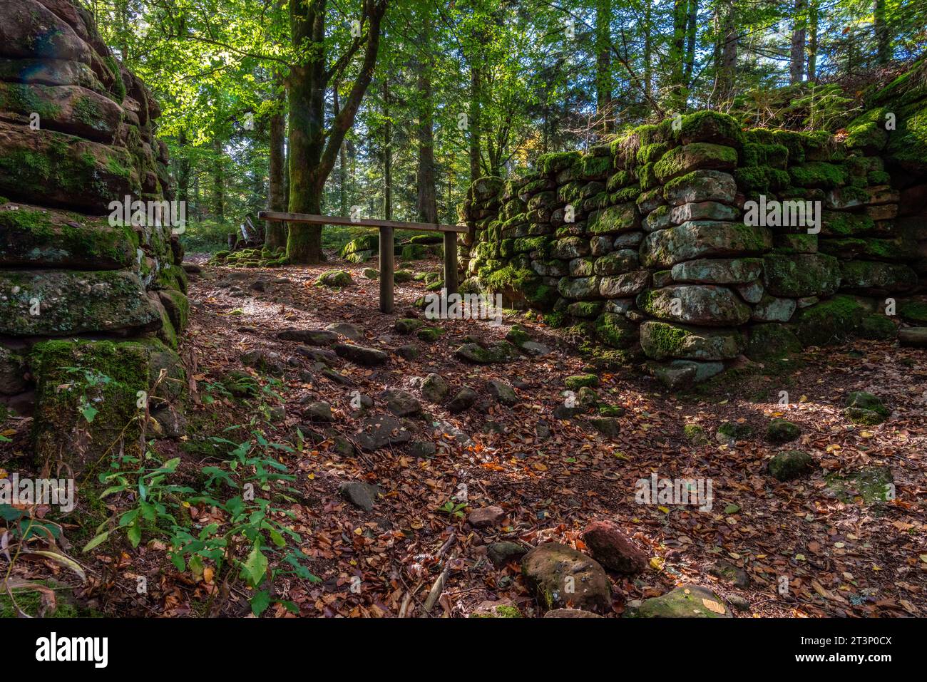 Murus gallicus im keltischen Lager von La Bure Camp celtique de la Bure. Das keltische Lager von La Bure, ein befestigter Hochort, der an die Haute-Meurthe va grenzt Stockfoto