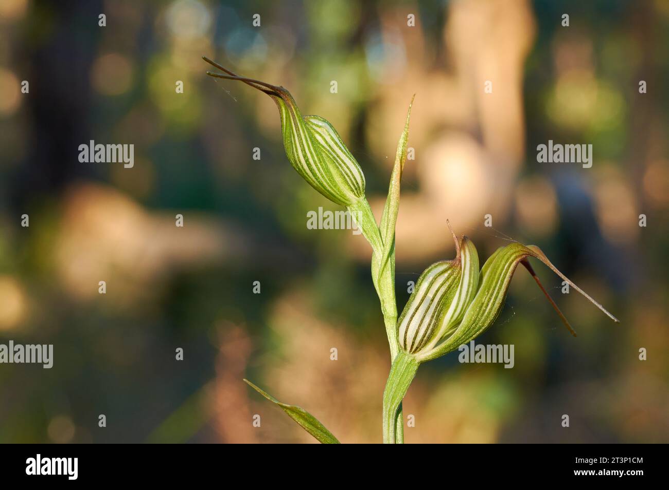 Krug Orchid, Pterostylis recurva, mit einem Spinnennetz verbunden, eine Wildblumenart, die im Südwesten Westaustraliens endemisch ist. Stockfoto