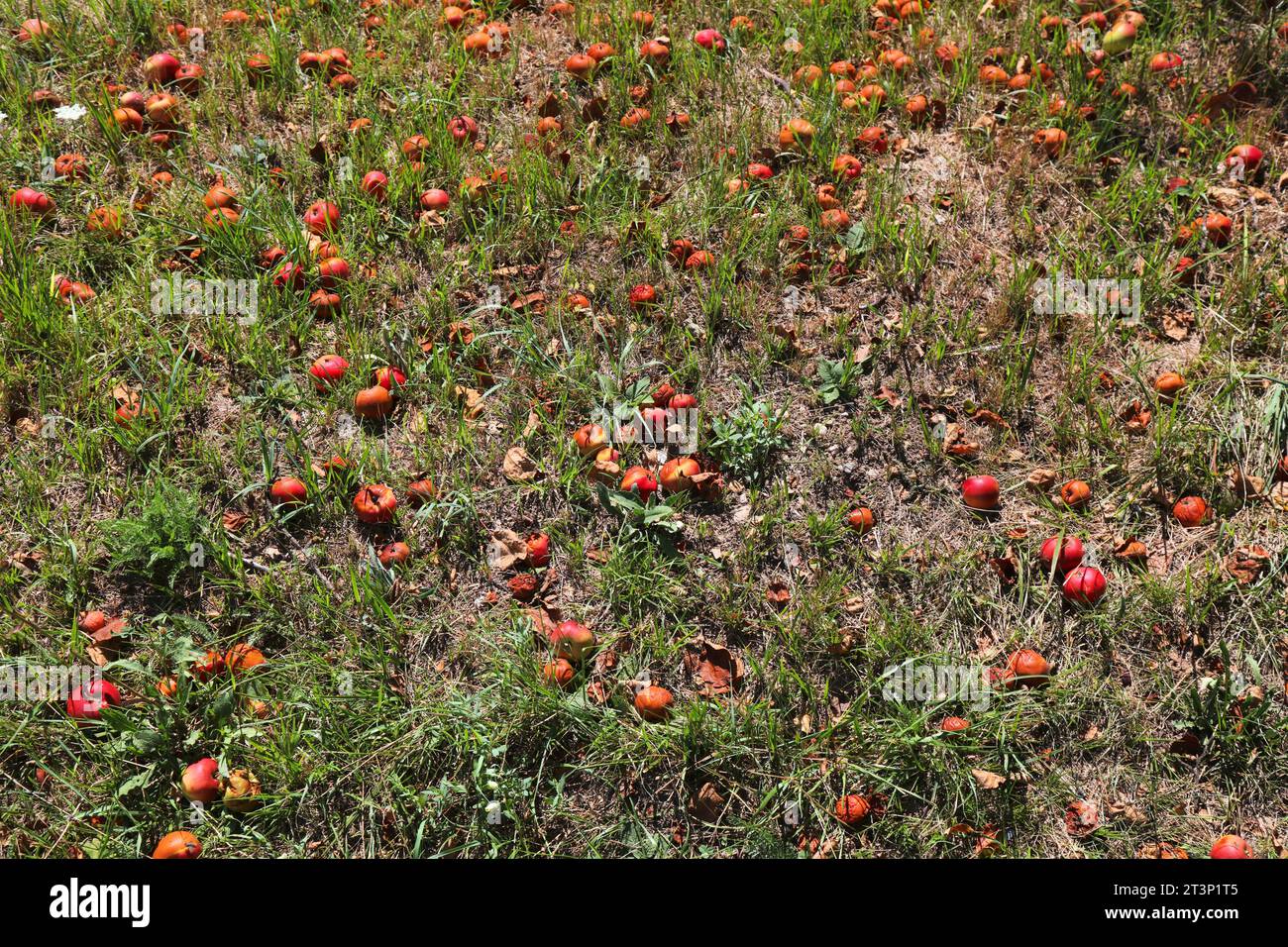 Reife Äpfel gären und verrotten auf dem Boden unter einem Baum in Österreich. Stockfoto