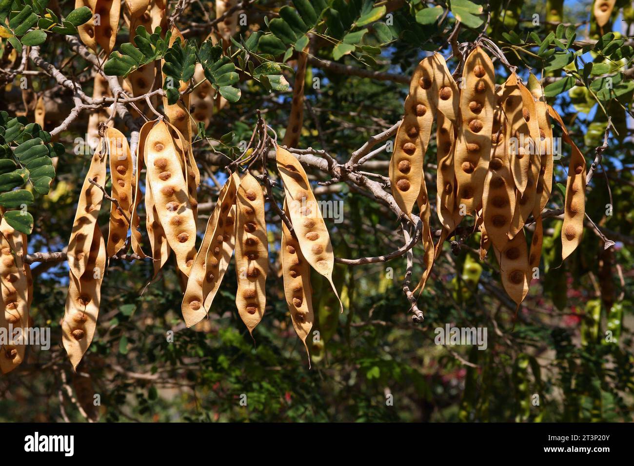 Indischer siris-Baum, auch bekannt als Broome raintree (Albizia lebbeck). Tropische Baumarten in der Familie Fabaceae in Kuba. Samenkörner und Blätter. Stockfoto