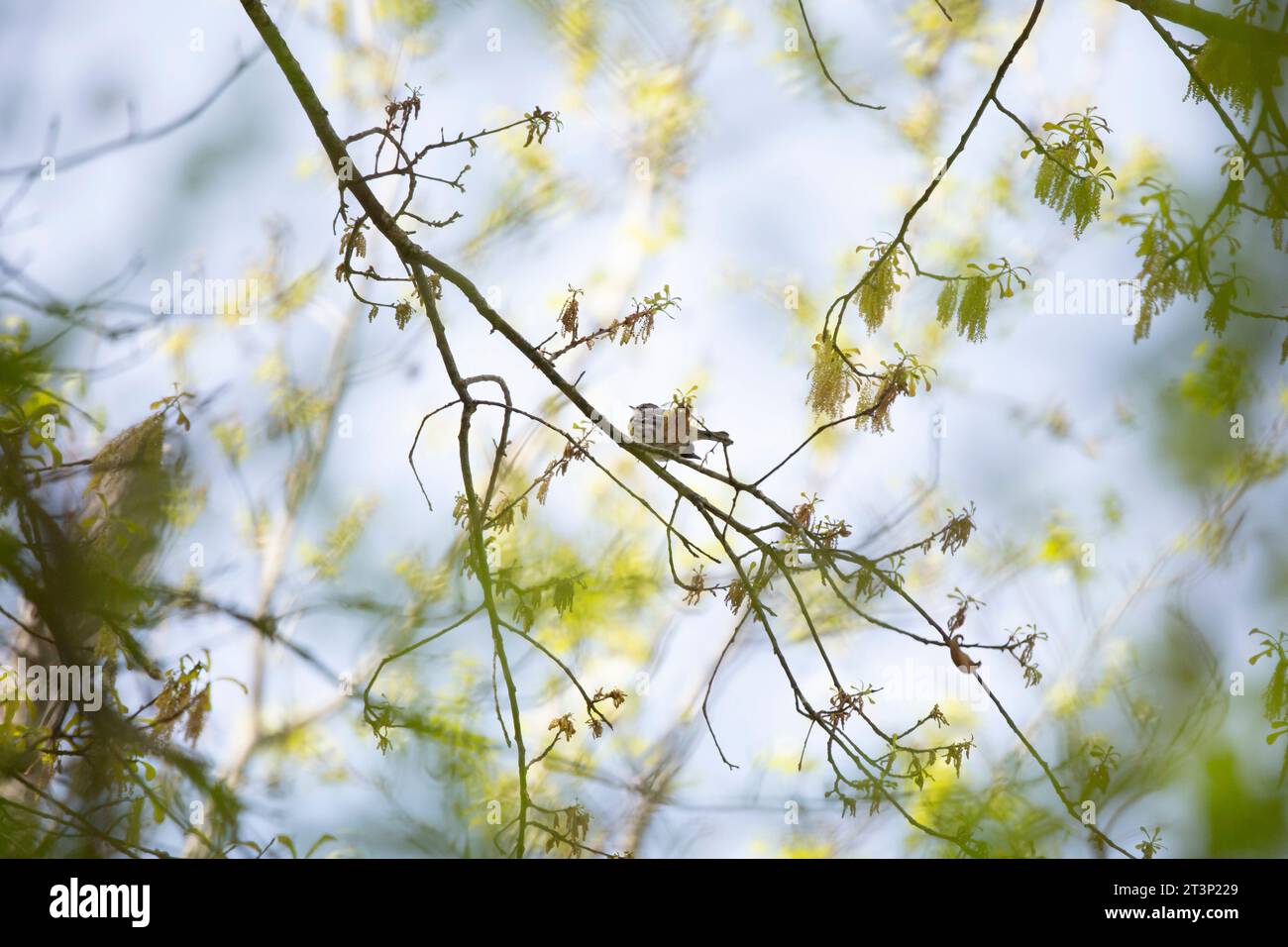 Gelbrumpeliger Seeblauber (Setophaga coronata), der von seinem Barsch auf einen Baumzweig hinausblickt Stockfoto