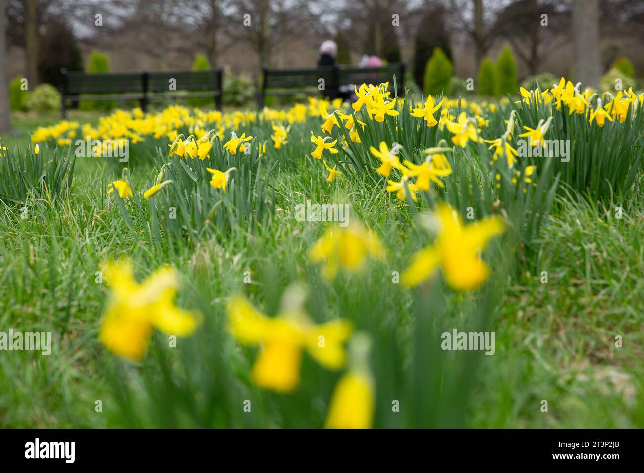 Narzissen blühen, während die Menschen ihre Zeit im Regent’s Park, London, verbringen. Stockfoto