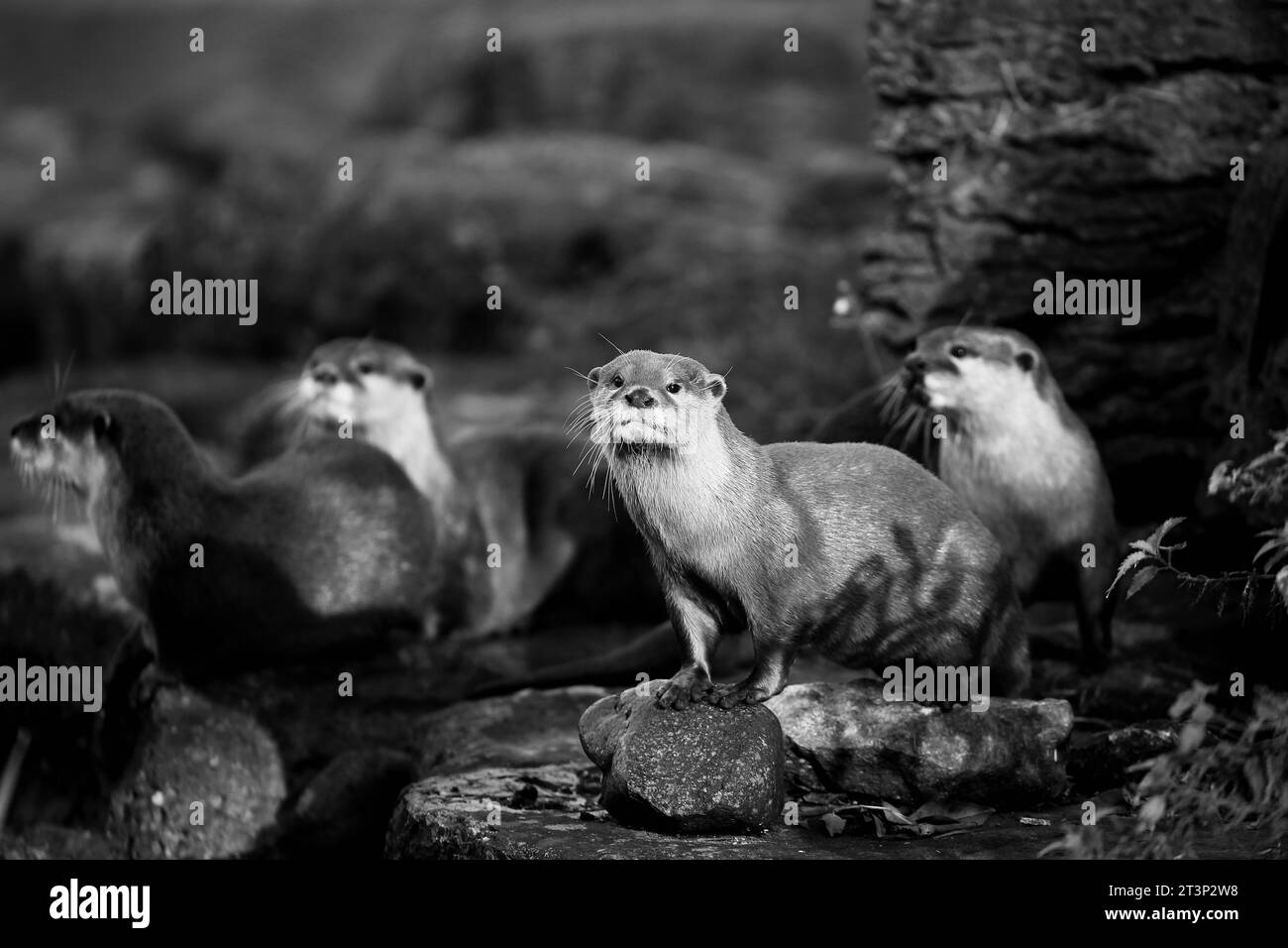 Asiatische Kleinkrallen-Otter Stockfoto