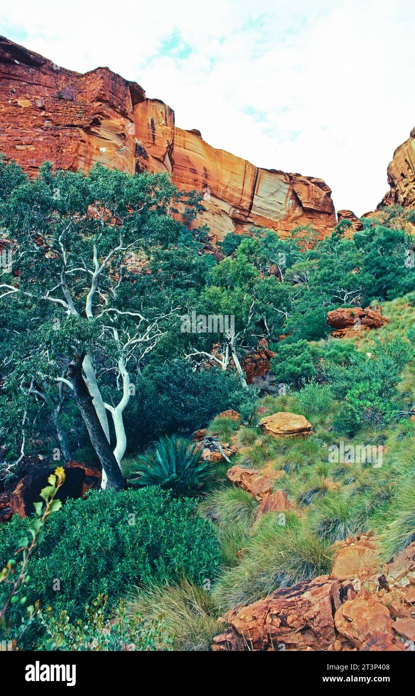 Australien. Northern Territory. MacDonnell Produktreihen. Felsvorsprung und Tal mit Bäumen. Stockfoto