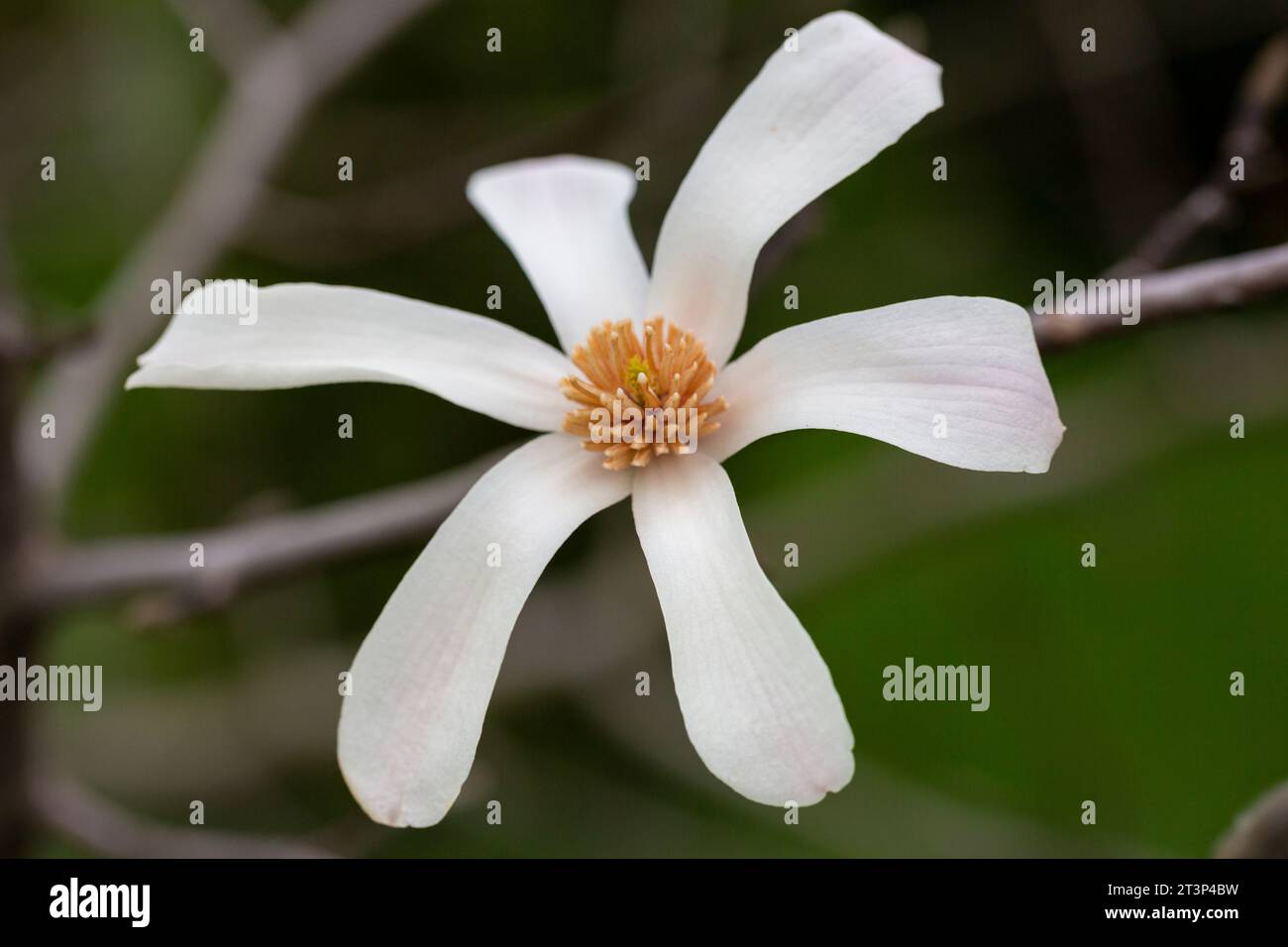 Blühende Magnolia kobus Blume aus nächster Nähe im Garten. Stockfoto