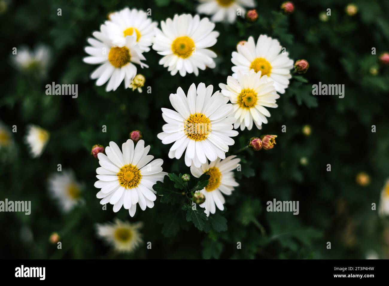 Matricaria chamomilla jährliche blühende Pflanze der Familie der Asteraceae. Gänseblümchenstrauch mit weißen Blütenblättern, gelben Blütenständen und grünen Stängeln. Sommerflor Stockfoto
