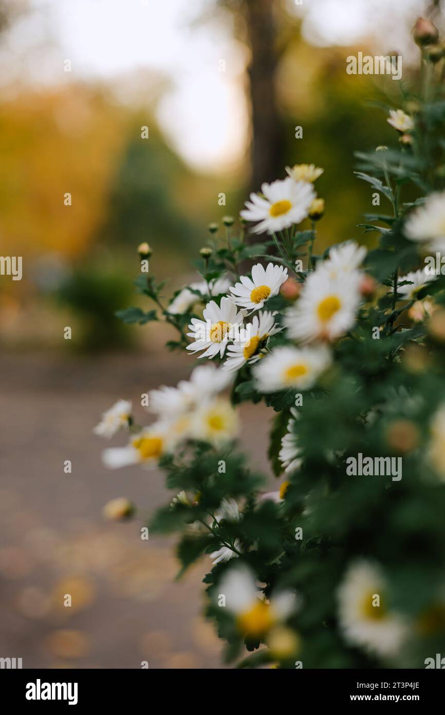 Der Sommergarten blüht im Blumenbeet. Gänseblümchenstrauch mit weißen Blütenblättern, gelben Blütenständen und grünen Stängeln Stockfoto