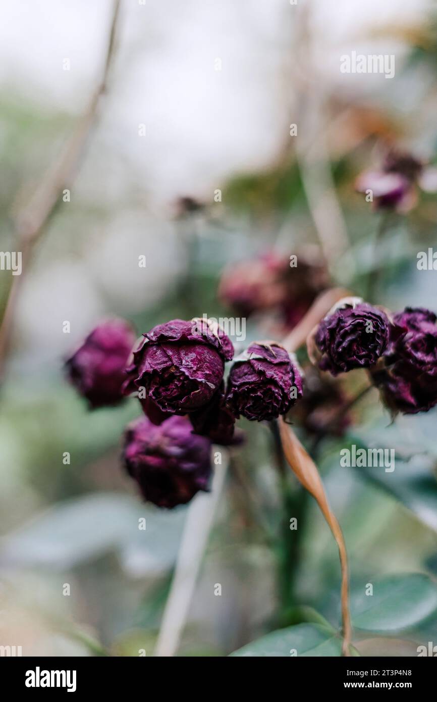 Natürlicher botanischer vertikaler Hintergrund mit schöner Blüte, weiche Bokeh-grüne Farbe unscharf. Verderbt violette Rosenknospen im Garten. Pflanzenpflege Stockfoto