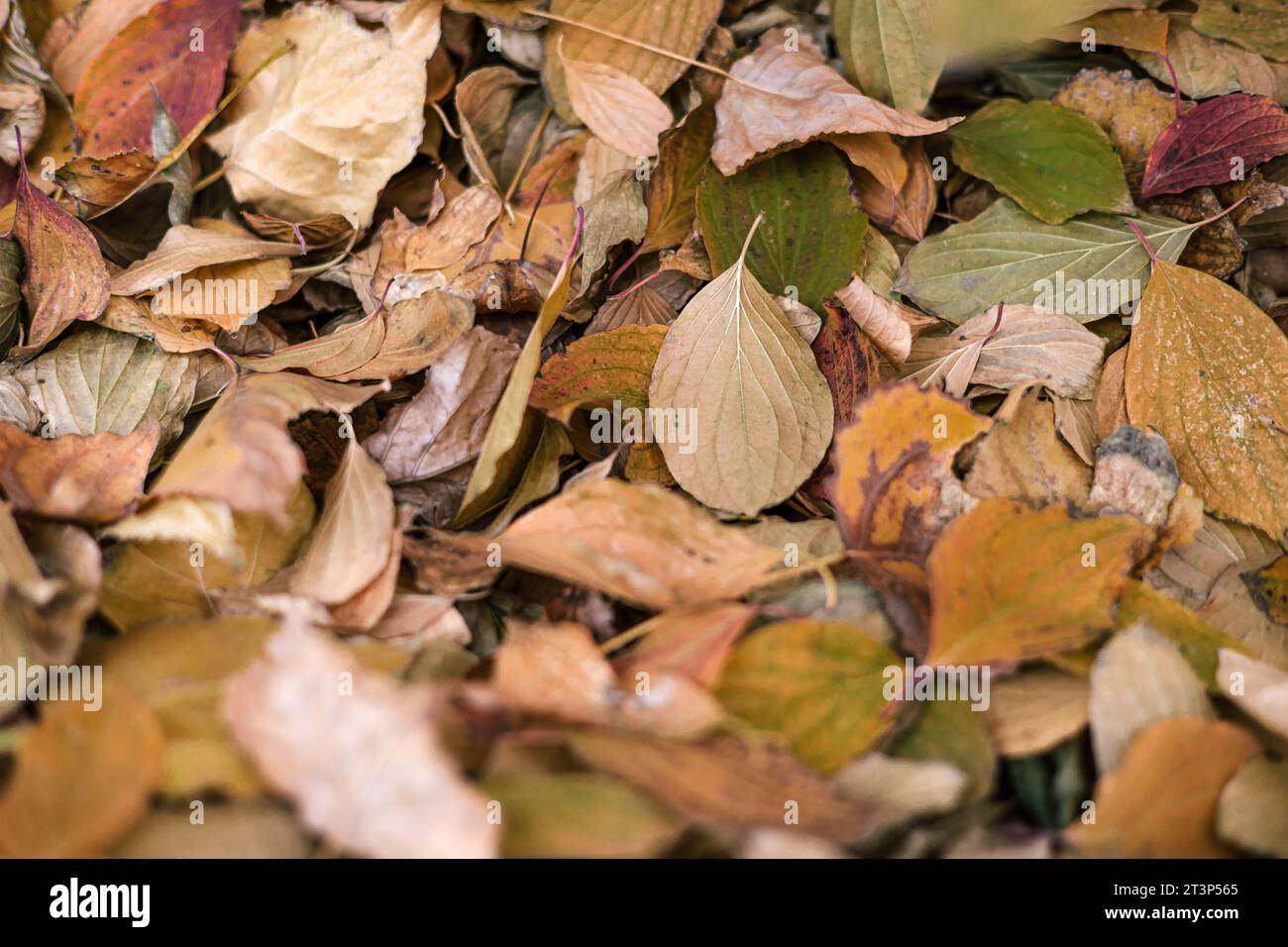 Botanischer Hintergrund des gelben Herbstes. Helle, trockene, gefallene Blätter in verschiedenen Farben und Formen im Garten oder Park. Verwelktes Blatt Stockfoto
