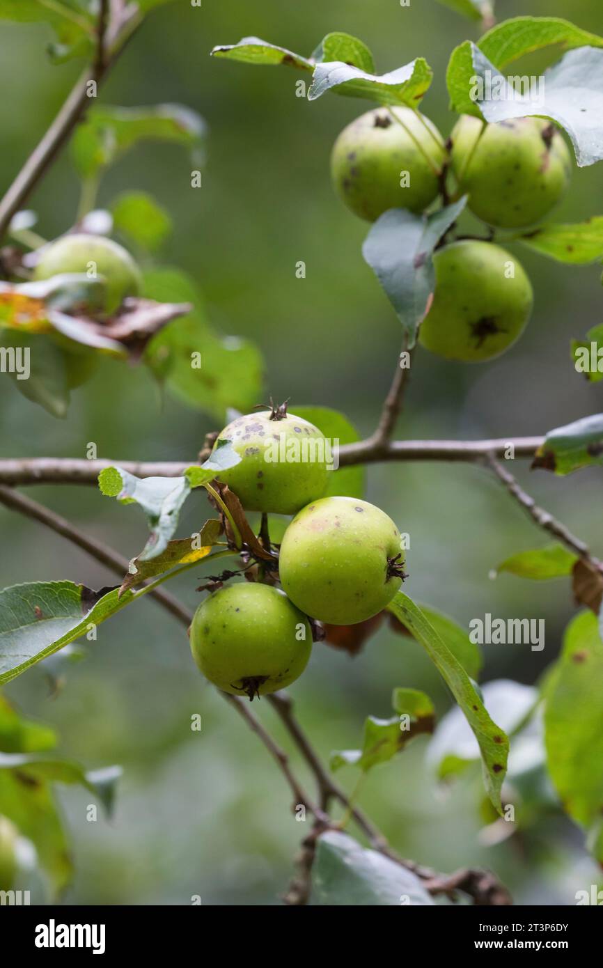 Wildapfel, Wilder Apfel, Holz-Apfel, Wildapfel, Holzapfel, europäischer Wildapfel, Krabapfel, Apfel, Äpfel, Malus sylvestris, wilde Krabbe, europäische cra Stockfoto