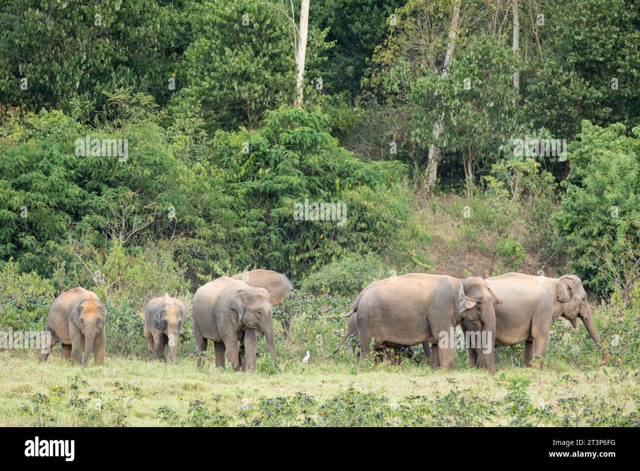 Der asiatische Elefant ist ein großes Säugetier in Thailand. Es ist ein wildes Tier und befindet sich im Tiefland. In der Gruppe haben Erwachsene männlich und weiblich. Stockfoto