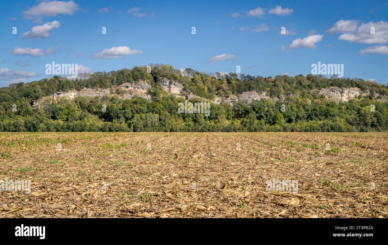 Maisfeld im Tal des Missouri River bei Hartsburg, MO Stockfoto