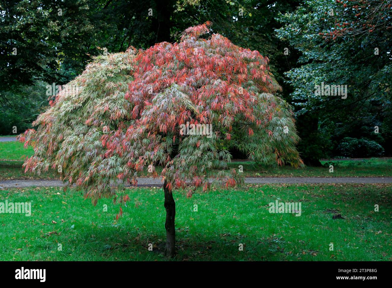 Japanischer Ahornbaum - Acer Palmatum, Bute Park, Cardiff. Aufgenommen Anfang Herbst 2023. Oktober Stockfoto